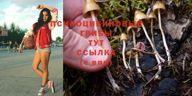 как найти   Химки  Галлюциногенные грибы MAGIC MUSHROOMS 